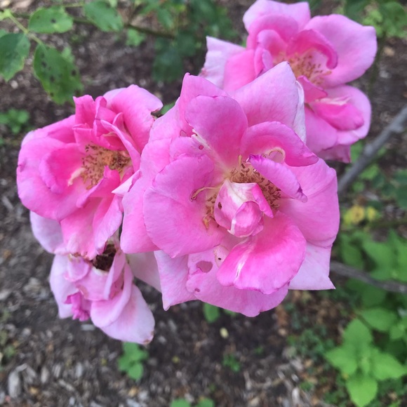 Meet your Posher, Mari - Picture 1 of 1